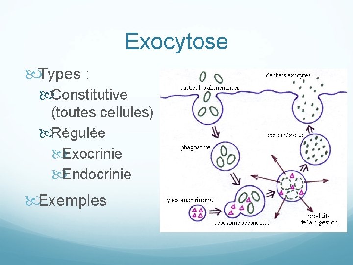 Exocytose Types : Constitutive (toutes cellules) Régulée Exocrinie Endocrinie Exemples 