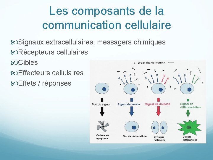 Les composants de la communication cellulaire Signaux extracellulaires, messagers chimiques Récepteurs cellulaires Cibles Effecteurs