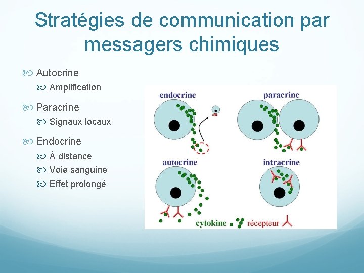 Stratégies de communication par messagers chimiques Autocrine Amplification Paracrine Signaux locaux Endocrine À distance