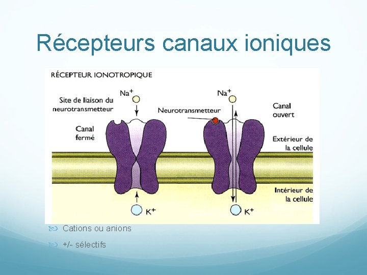 Récepteurs canaux ioniques Cations ou anions +/- sélectifs 
