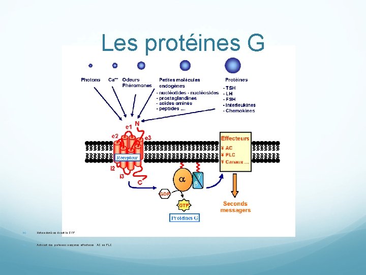 Les protéines G Hétérodimères fixant le GTP Activent des protéines enzymes effectrices : AC
