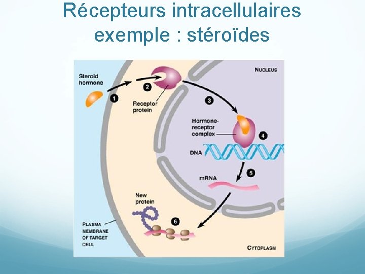 Récepteurs intracellulaires exemple : stéroïdes 