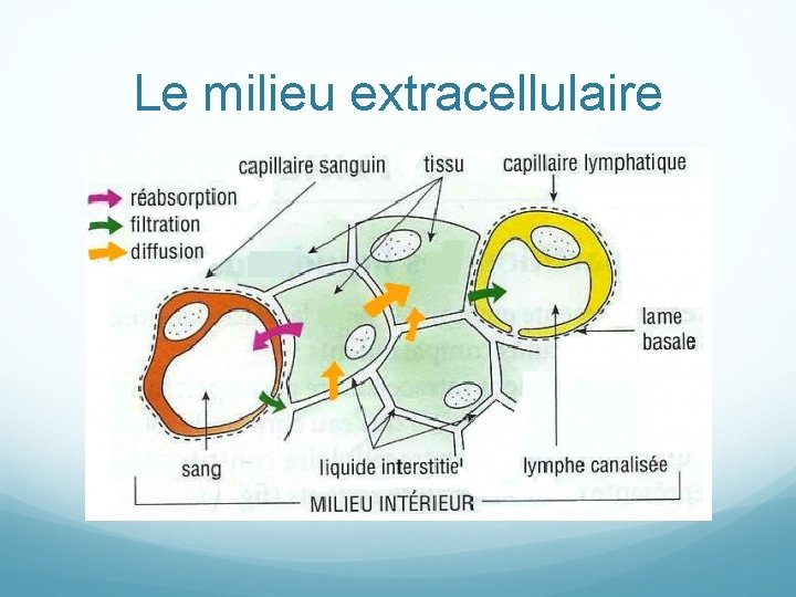 Le milieu extracellulaire 
