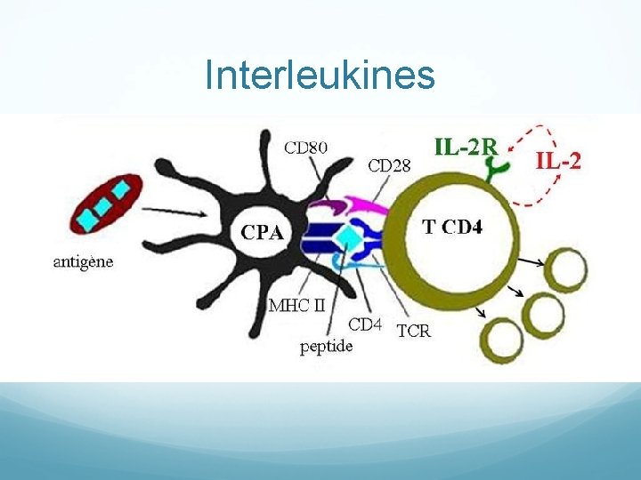 Interleukines 