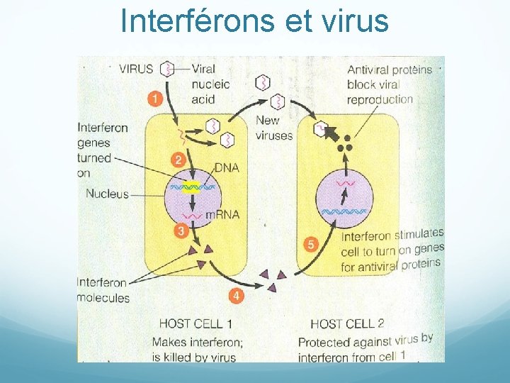 Interférons et virus 