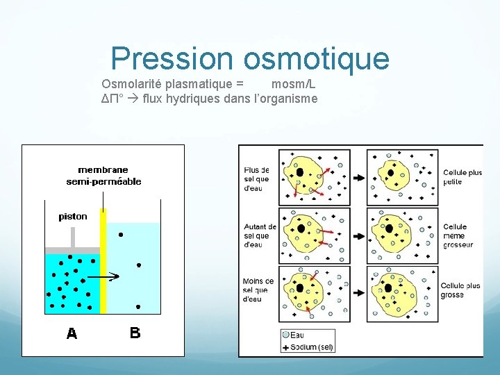 Pression osmotique Osmolarité plasmatique = mosm/L ΔΠ° flux hydriques dans l’organisme 