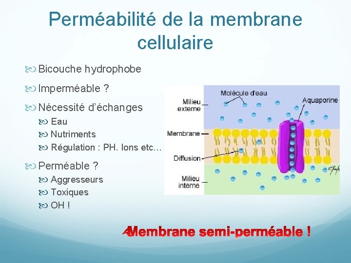 Perméabilité de la membrane cellulaire Bicouche hydrophobe Imperméable ? Nécessité d’échanges Eau Nutriments Régulation