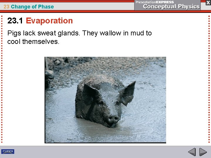 23 Change of Phase 23. 1 Evaporation Pigs lack sweat glands. They wallow in