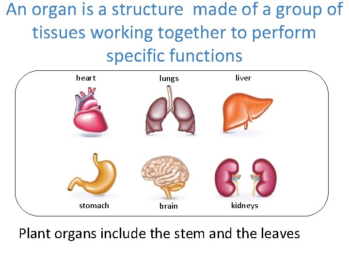 An organ is a structure made of a group of tissues working together to