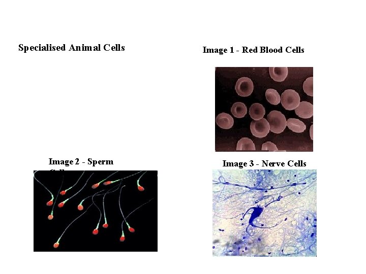 Specialised Animal Cells Image 2 - Sperm Cells Image 1 - Red Blood Cells