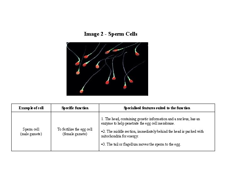 Image 2 - Sperm Cells Example of cell Specific function Specialised features suited to