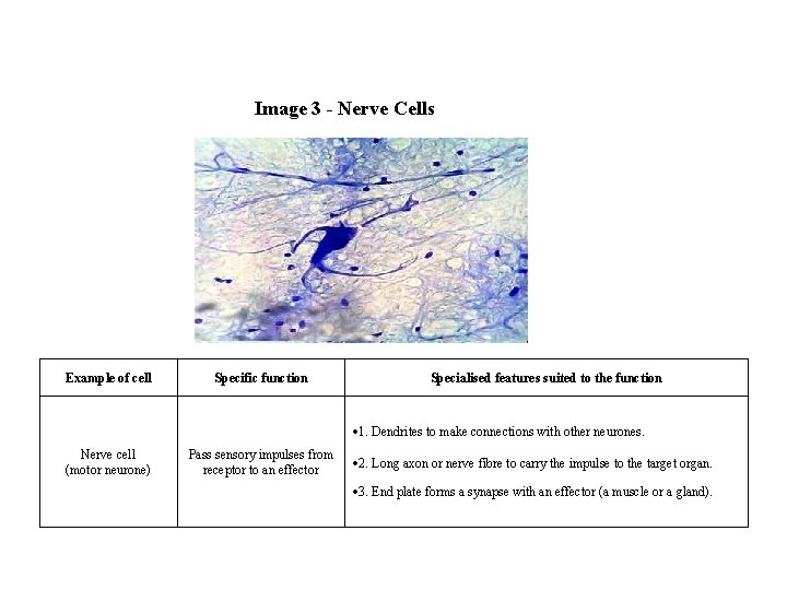 Image 3 - Nerve Cells Example of cell Specific function Specialised features suited to