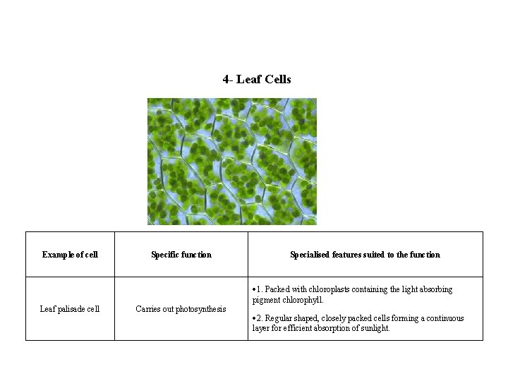 Image 4 - Leaf Cells Example of cell Leaf palisade cell Specific function Carries