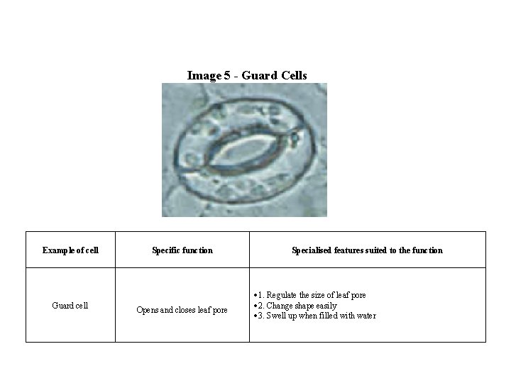 Image 5 - Guard Cells Example of cell Guard cell Specific function Opens and