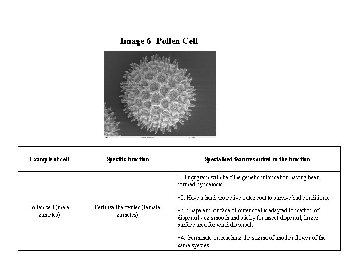 Image 6 - Pollen Cell Example of cell Specific function Specialised features suited to