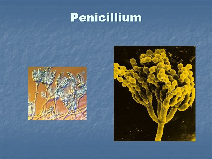 Penicillium 