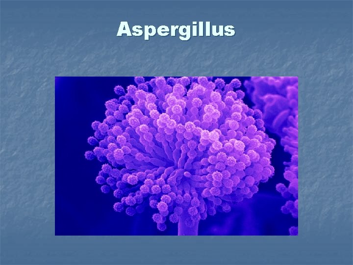 Aspergillus 