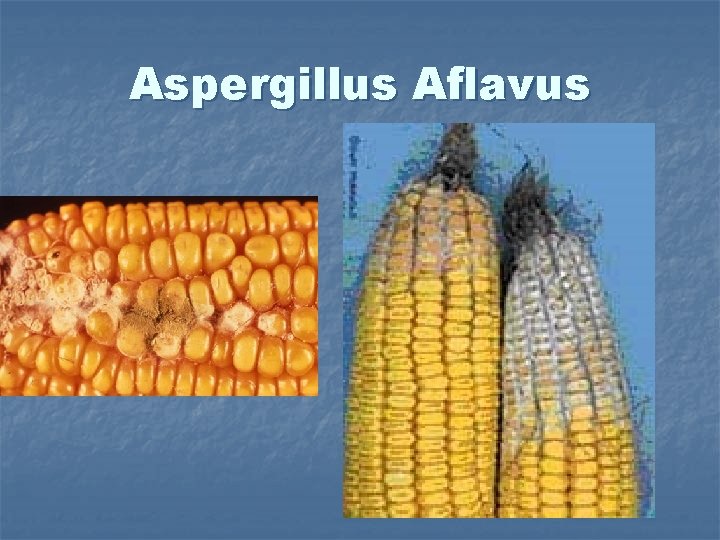 Aspergillus Aflavus 