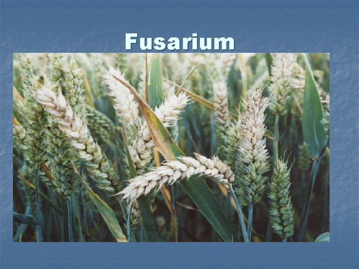 Fusarium 