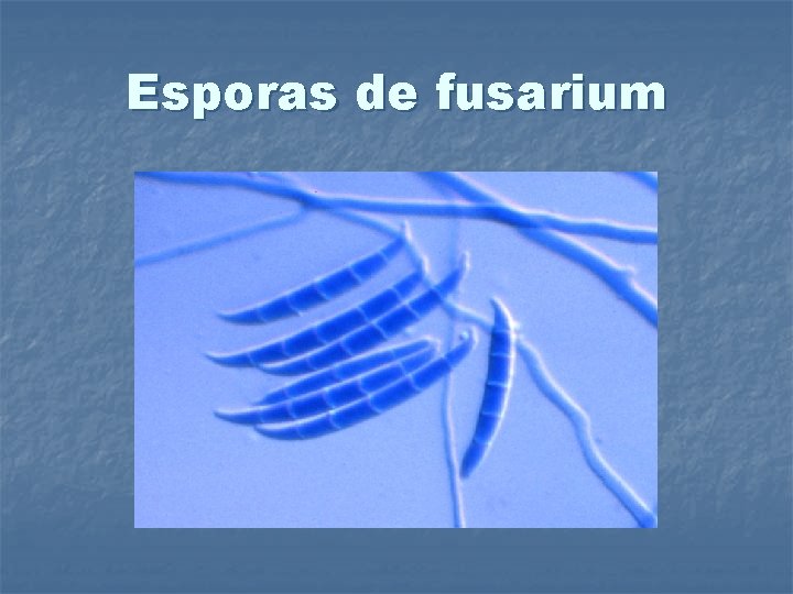 Esporas de fusarium 