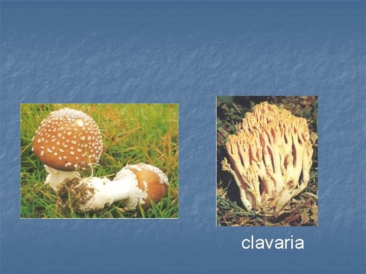 clavaria 