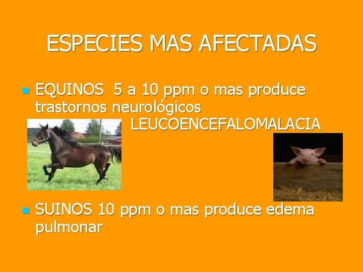 ESPECIES MAS AFECTADAS n n EQUINOS 5 a 10 ppm o mas produce trastornos