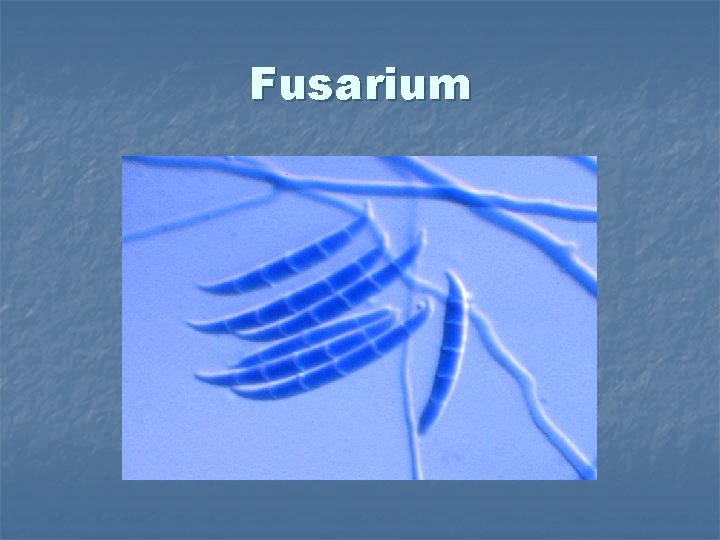 Fusarium 