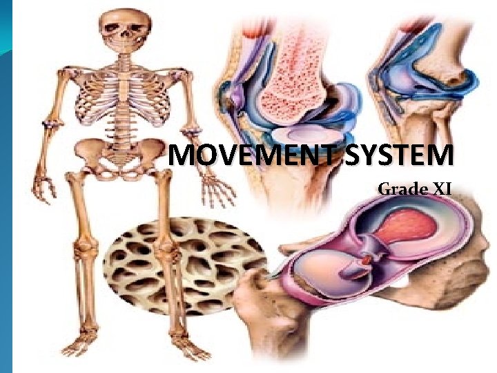 MOVEMENT SYSTEM Grade XI 