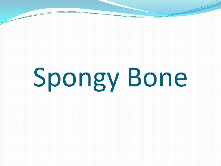 Spongy Bone 