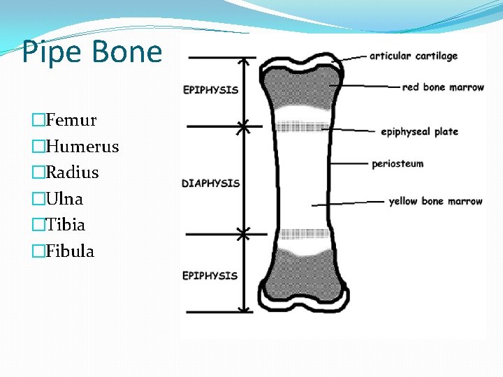 Pipe Bone �Femur �Humerus �Radius �Ulna �Tibia �Fibula 