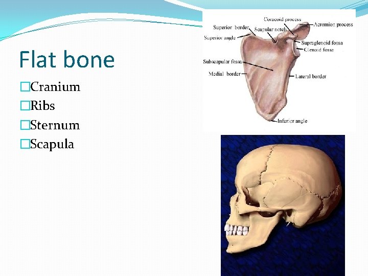 Flat bone �Cranium �Ribs �Sternum �Scapula 
