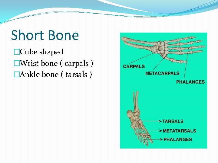 Short Bone �Cube shaped �Wrist bone ( carpals ) �Ankle bone ( tarsals )