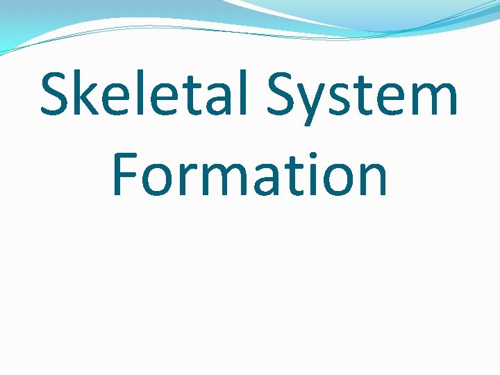 Skeletal System Formation 