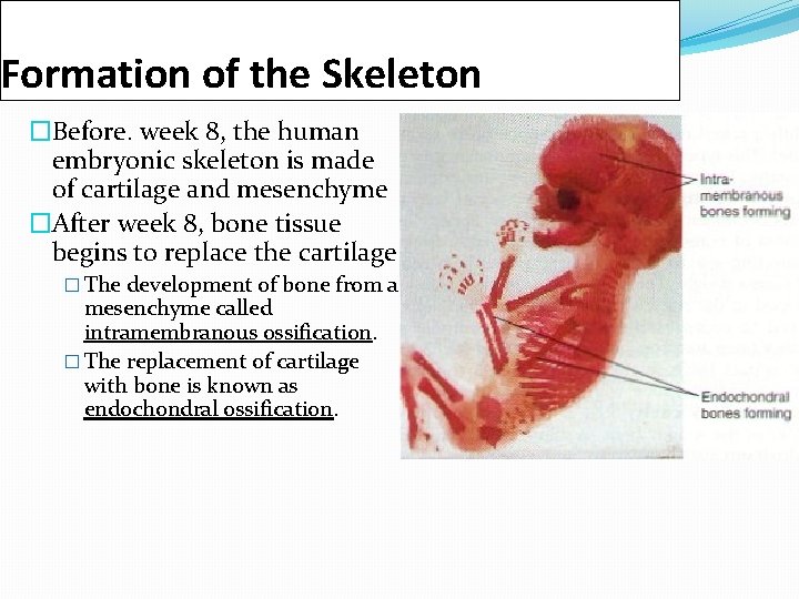 Formation of the Skeleton �Before. week 8, the human embryonic skeleton is made of