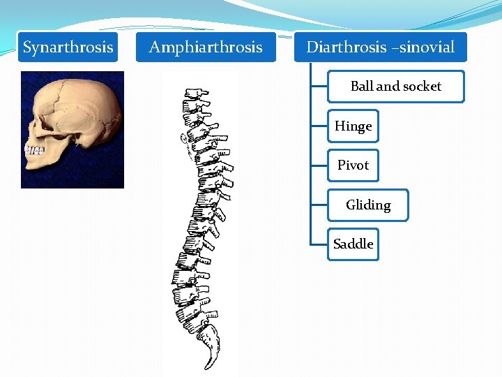 Synarthrosis Amphiarthrosis Diarthrosis –sinovial Ball and socket Hinge Pivot Gliding Saddle 