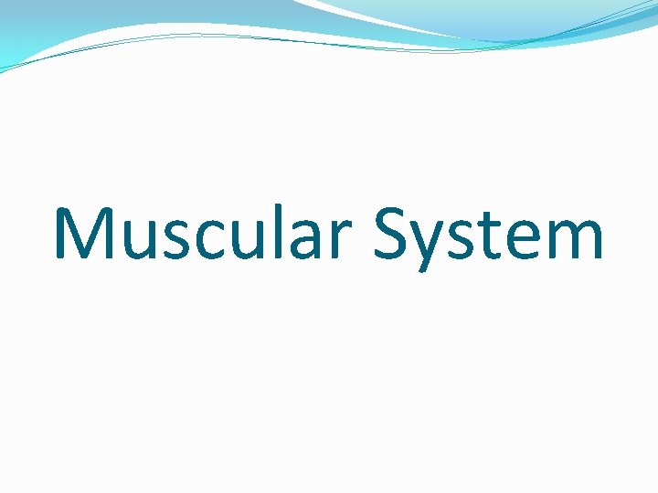 Muscular System 