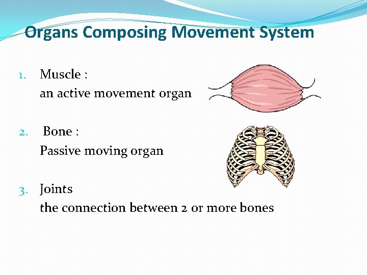 Organs Composing Movement System 1. Muscle : an active movement organ 2. Bone :