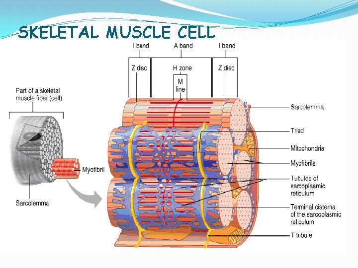 SKELETAL MUSCLE CELL 