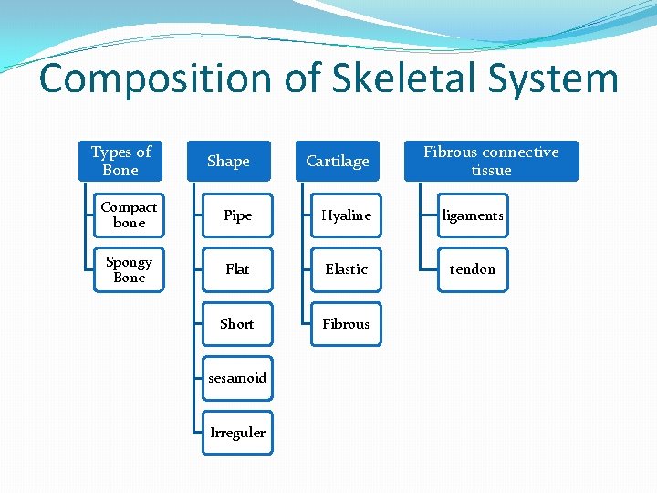 Composition of Skeletal System Types of Bone Fibrous connective tissue Shape Cartilage Compact bone