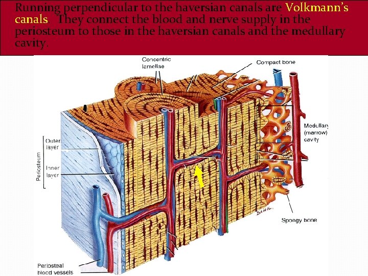 Running perpendicular to the haversian canals are Volkmann’s canals. They connect the blood and