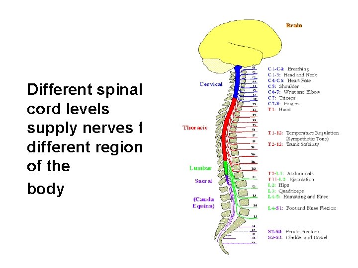 Different spinal cord levels supply nerves for different regions of the body 