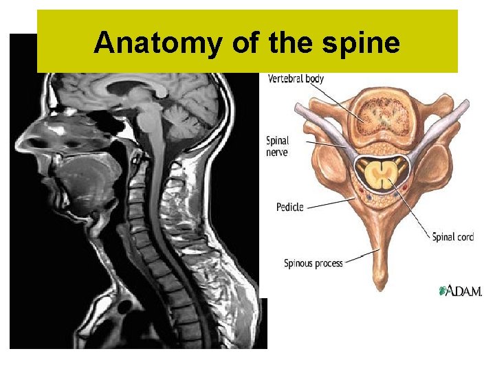 Anatomy of the spine 