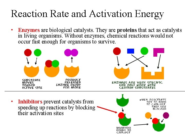 Reaction Rate and Activation Energy • Enzymes are biological catalysts. They are proteins that