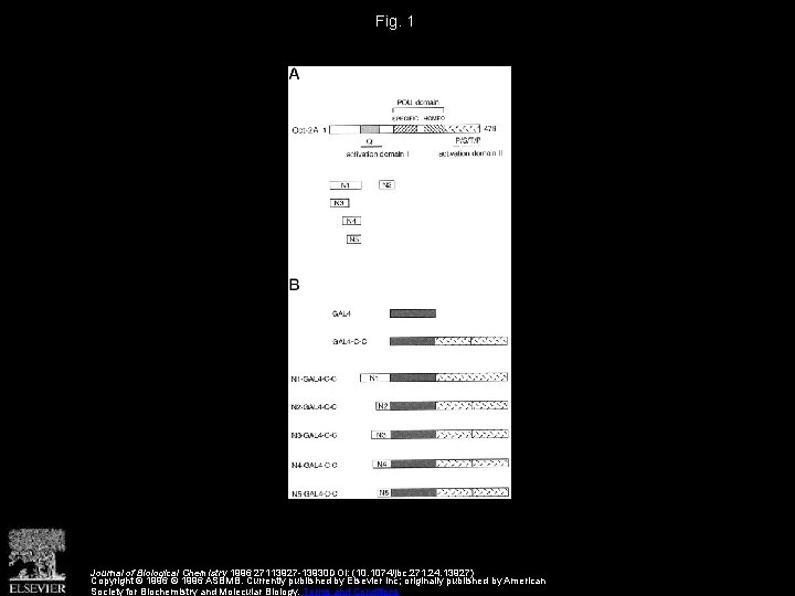 Fig. 1 Journal of Biological Chemistry 1996 27113927 -13930 DOI: (10. 1074/jbc. 271. 24.