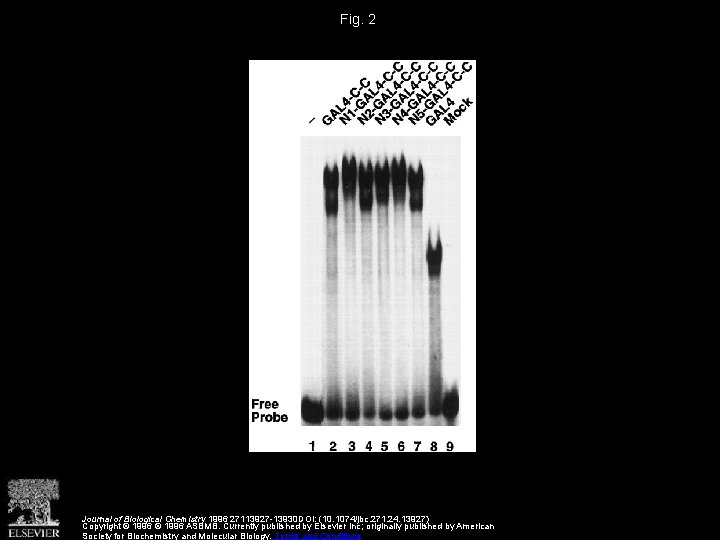 Fig. 2 Journal of Biological Chemistry 1996 27113927 -13930 DOI: (10. 1074/jbc. 271. 24.