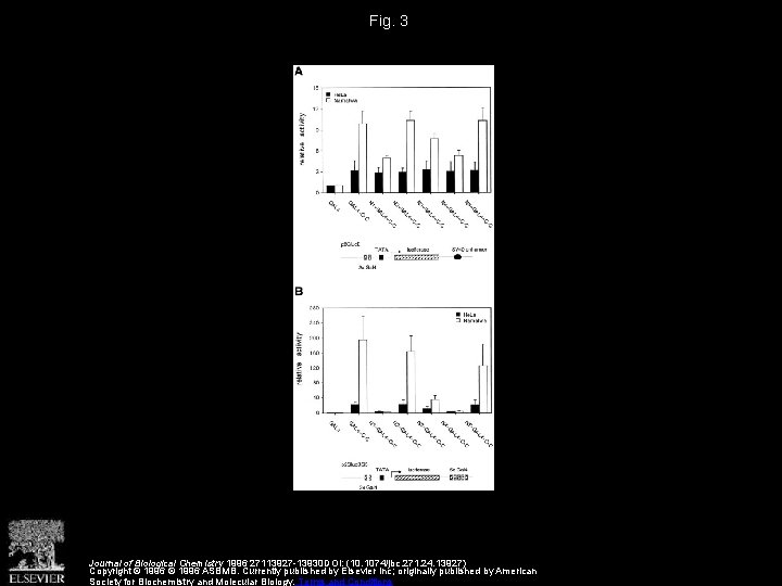 Fig. 3 Journal of Biological Chemistry 1996 27113927 -13930 DOI: (10. 1074/jbc. 271. 24.