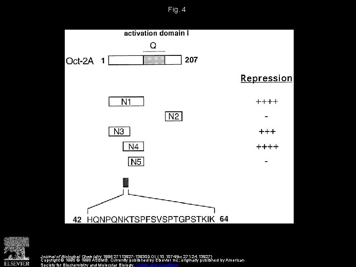 Fig. 4 Journal of Biological Chemistry 1996 27113927 -13930 DOI: (10. 1074/jbc. 271. 24.