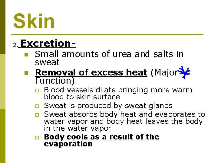 Skin 2. Excretionn n Small amounts of urea and salts in sweat Removal of