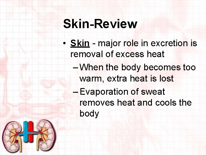 Skin-Review • Skin - major role in excretion is removal of excess heat –