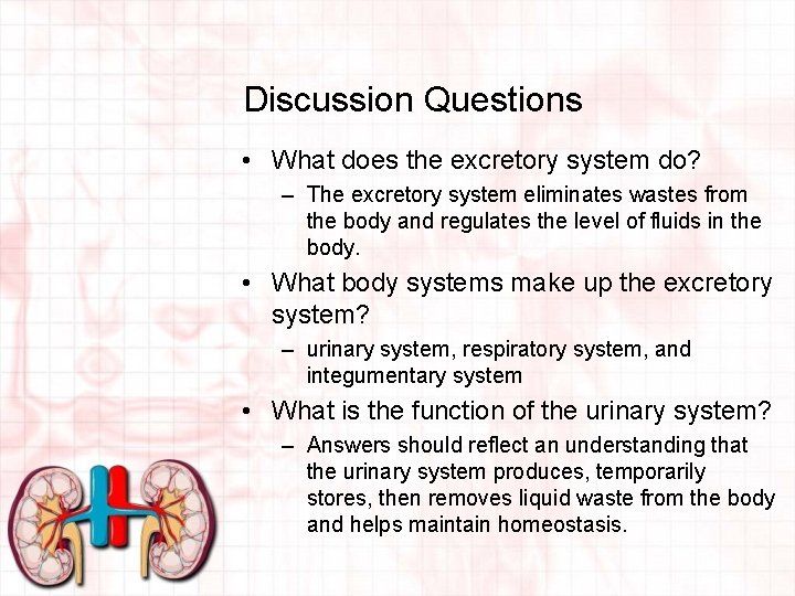 Discussion Questions • What does the excretory system do? – The excretory system eliminates
